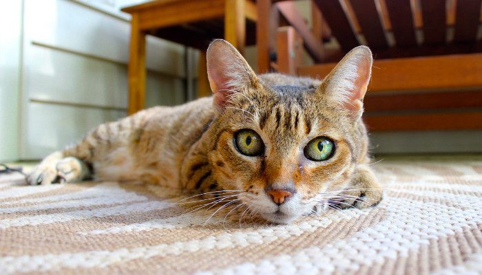 cat in a clean carpet mycleancarpet.gr
